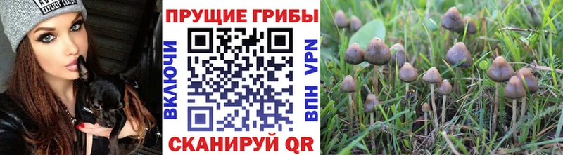 Галлюциногенные грибы GOLDEN TEACHER  продажа наркотиков  Инсар 